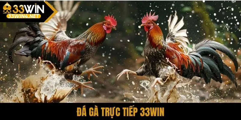 đá gà trực tiếp 33Win