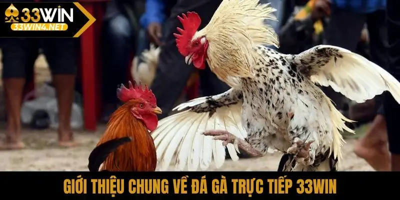 Giới thiệu chung về đá gà trực tiếp 33Win