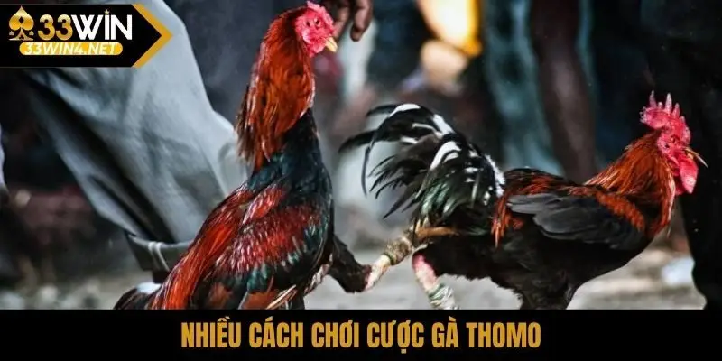 Nhiều cách chơi cược gà Thomo